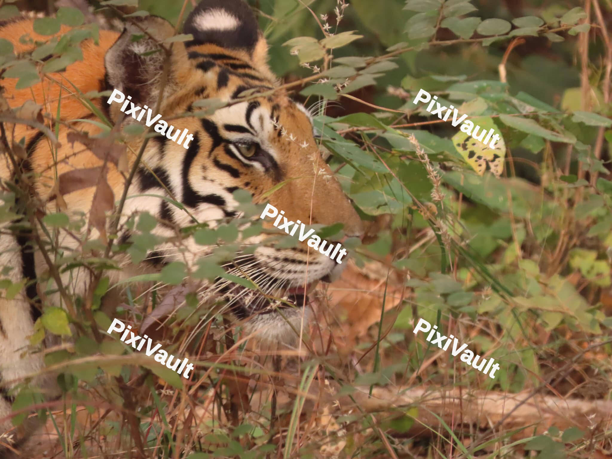 Tiger behind the bushes